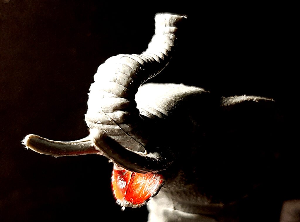 Elefante grigio, fotografia 1 di 4